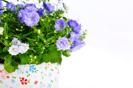 blue campanula flowers in  flower potの写真素材