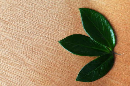 bright green leaves on wooden background