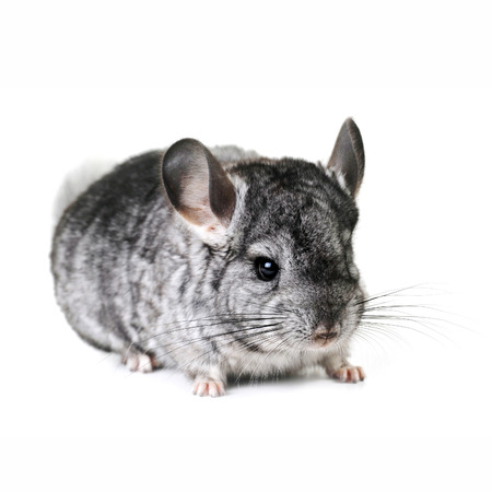 Grey nice chinchilla on  white backgroundの写真素材