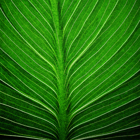 bright green leaf  close up, texture