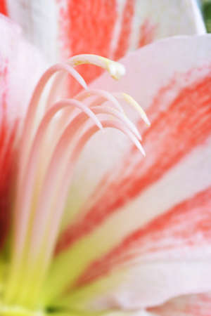 flower of pink amaryllis, tropical  bulbous plant の写真素材