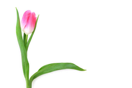 One pink tulip isolated close upの写真素材
