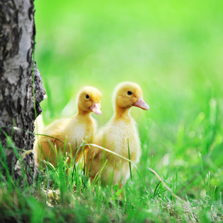 two fluffy chicks walks around  old treeの写真素材