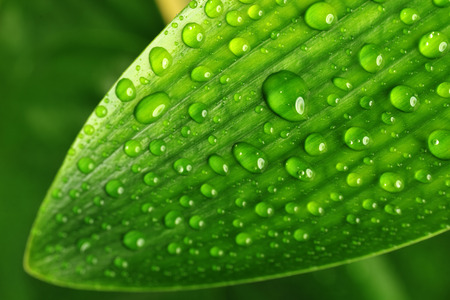water drops on green plant leaf