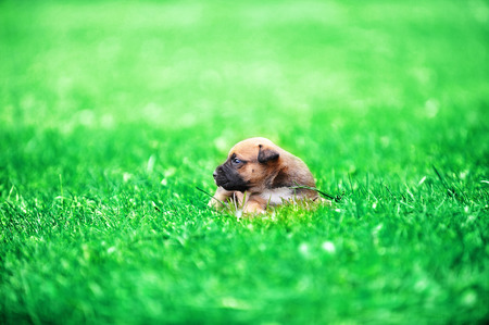 young puppy belgian shepherd malinois in  fieldの写真素材