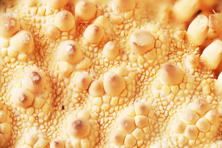 texture of sea shells の写真素材