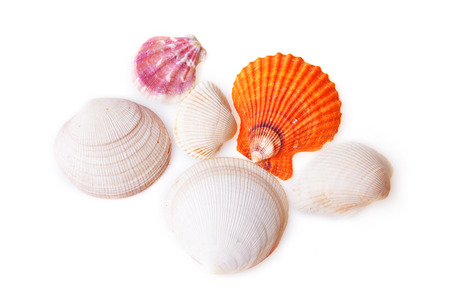 many sea cockleshells lies on white  