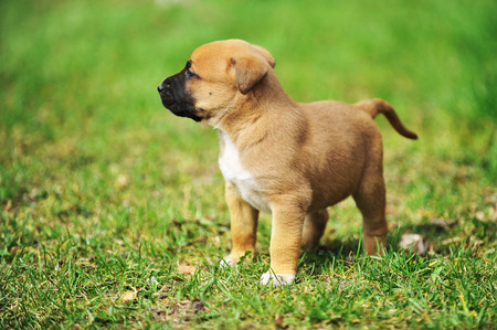 young puppy belgian shepherd malinois in  fieldの写真素材
