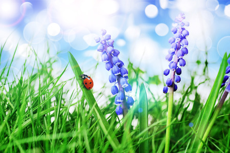 Growing hyacinth flower in  green grassの写真素材