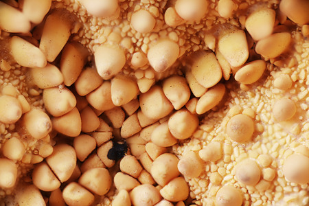 texture of sea shells background