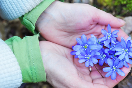 Woman holding blossoming blue flowersの写真素材