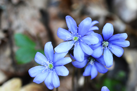 Blossoming hepatica in spring on forest gladeの写真素材