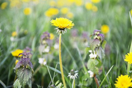yellow dandelions blooming in spring fieldの写真素材