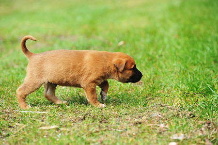 young puppy belgian shepherd malinois in  fieldの写真素材