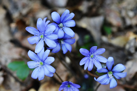 Blossoming hepatica in spring on forest glade