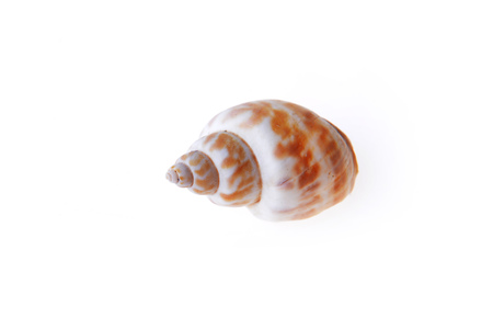 sea shell isolated on white