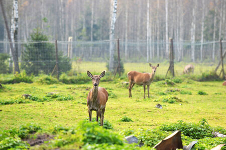 roe-deer graze in field near forestの写真素材