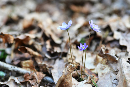 Blossoming hepatica in spring on forest gladeの写真素材