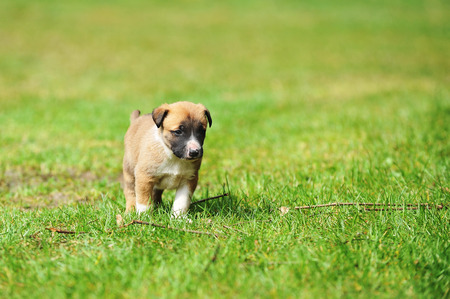 young puppy belgian shepherd malinois in  fieldの写真素材