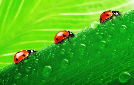 lady bugの写真素材