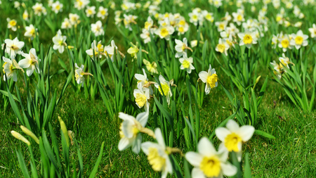 field of white daffodil flowers in springtime.の写真素材