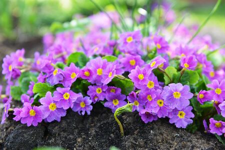 Pink primrose flowers in gardenの写真素材