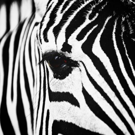 zebra grazing on  banks of  pondの写真素材
