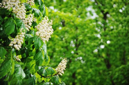 Flowering branches of chestnut  treeの写真素材