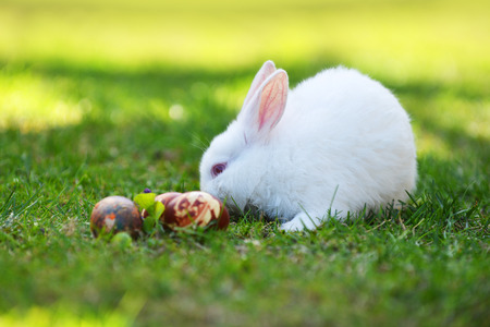 white rabbit and easter eggsの写真素材