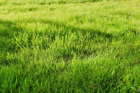 fresh, green grass clippings on lawn