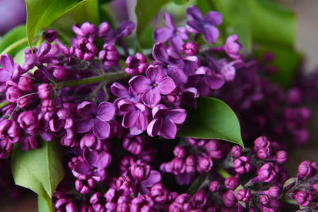 Close-up beautiful violet lilac flowers
