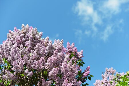 purple lilac bush blooming in May day.の写真素材