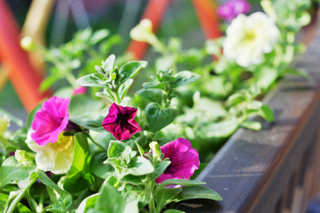 Vibrant  petunias hanging outside on  wooden fenceの写真素材