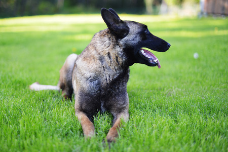 Belgian shepherd Dog lies on grassの写真素材