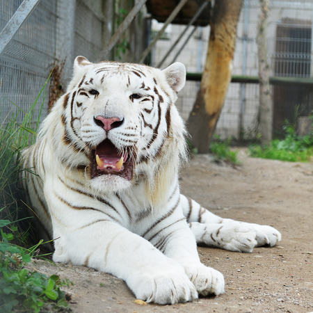 Tiger resting in cage of zooの写真素材