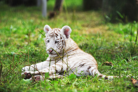 Tigers lie on  grass at  zooの写真素材