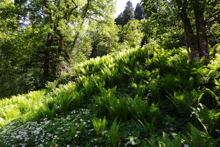 trees and other vegetation in spring green forestの写真素材