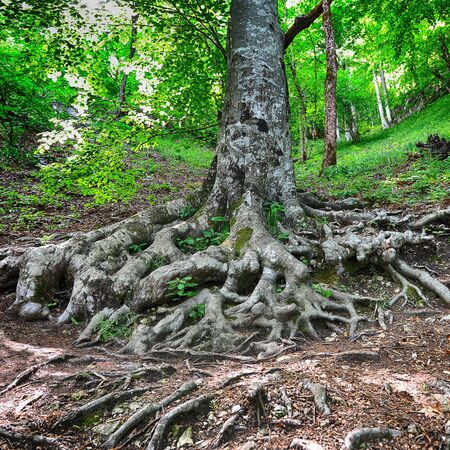 tree roots  in spring green forestの写真素材