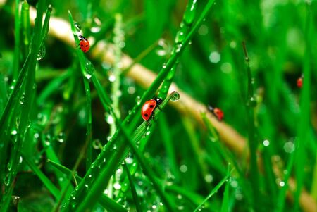ladybugs on green grass with water dropsの写真素材