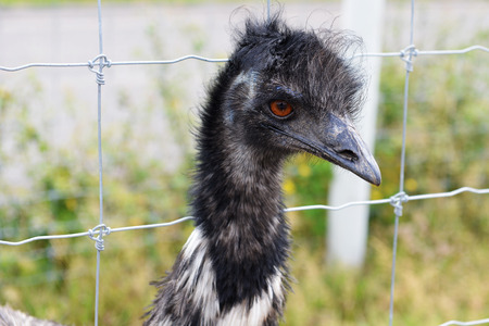 young emu  in cage of zooの写真素材