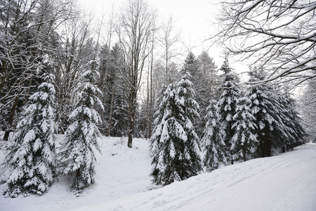 forest covered with snow. winter landscape
