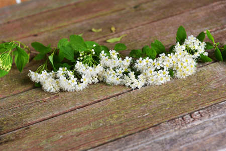 white flowers of blossoming  bush spiraea