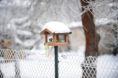 titmouse in bird feeder on fenceの写真素材