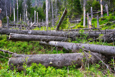 summer day in coniferous forest . landscapeの写真素材