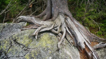Large tree roots on stones in forestの写真素材