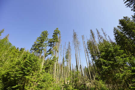 summer day in coniferous forest . landscapeの写真素材
