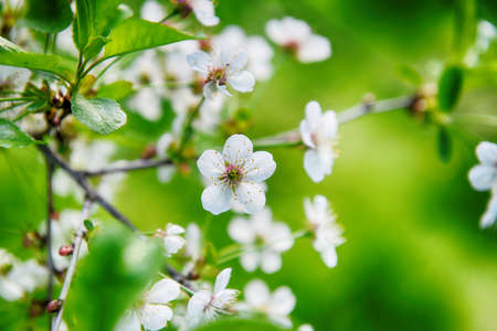 branches of blossoming tree in garden