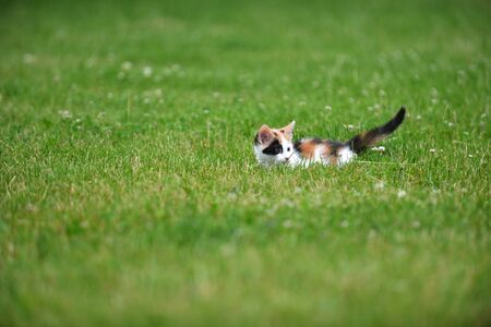 Motley cat playing on green grassの写真素材