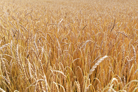 large field of cereal. landscapeの写真素材