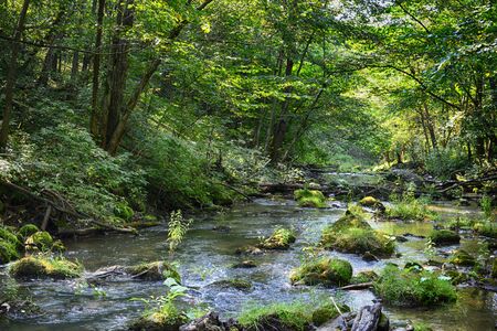Stones on shore of forest riverの写真素材